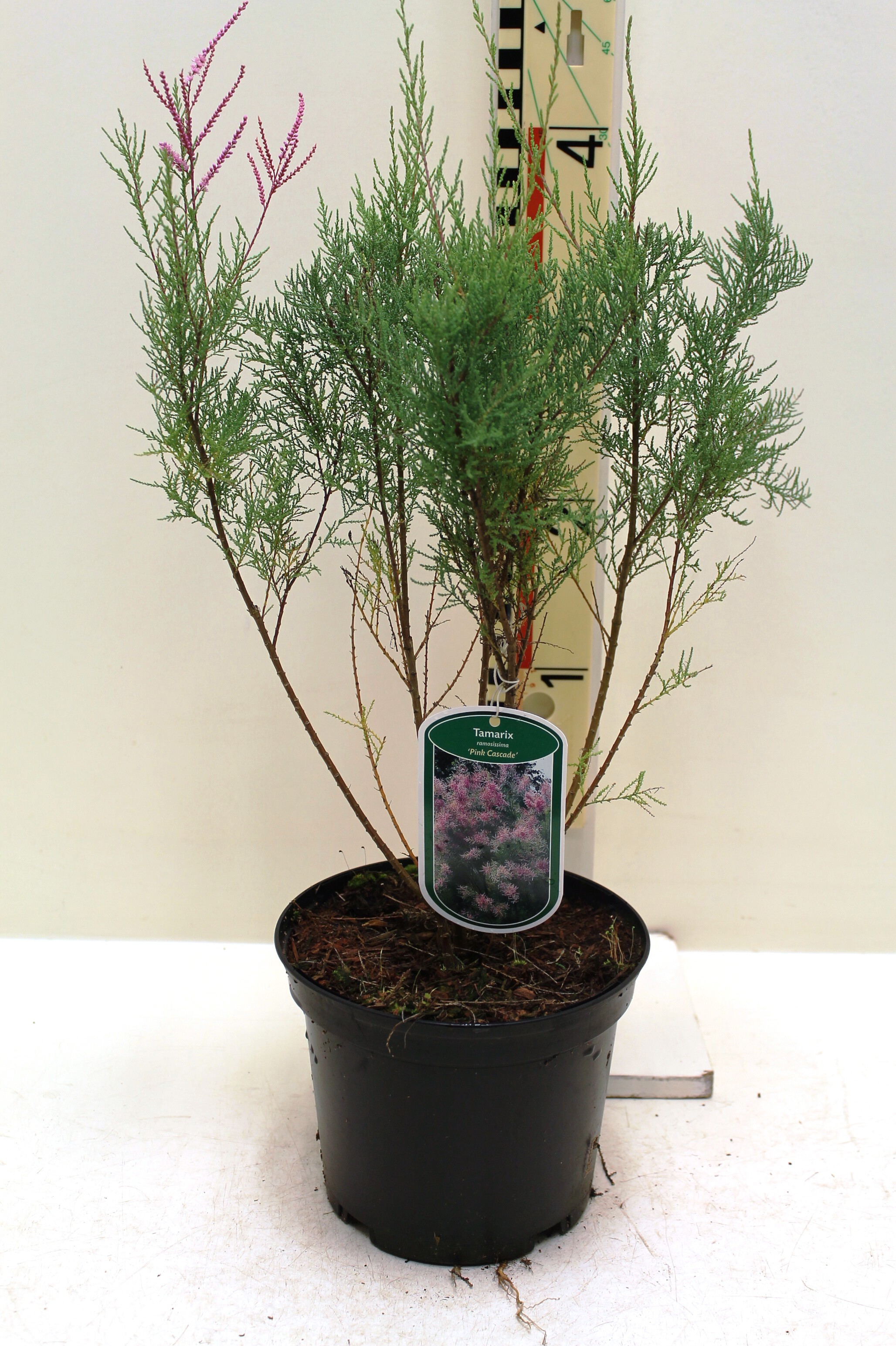 Tamarix ramosissima 'Pink Cascade'c3